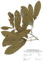 藏品(瓜馥木)的圖片
